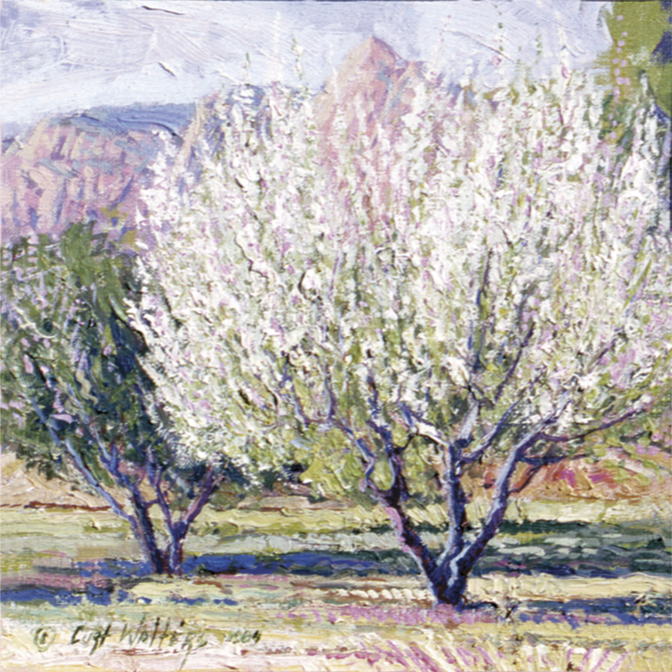 Apple Blossoms Jordan Orchard Sedona